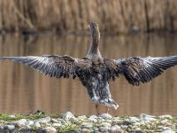 Graugans Flügelschlag Rückseite